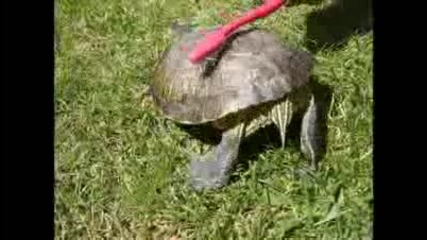 Танцът на костенурката 