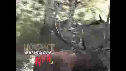 Giant Utah Elk - Bulls Gone Wild
