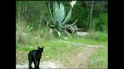 Котка и бухал - приятели