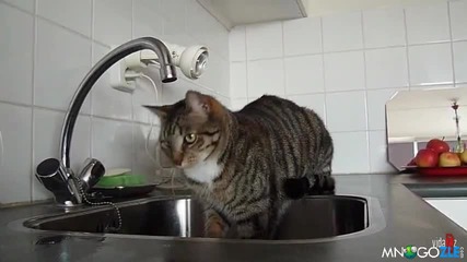 Коте срещу мивка!