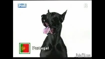 Реклама - Каишка За Бълхи Черно Куче
