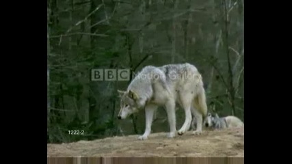 The wolfs