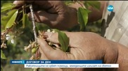 Заетите в селското стопанство – втори сезон с еднодневни договори
