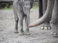 Първата година от живота на едно слонче ..