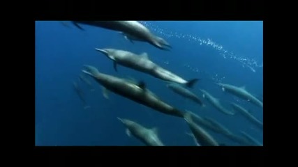 Oceans Alive! Diving Birds, Glowing Octopus, Translucent Alien Creatures, Whale Shark Hd 