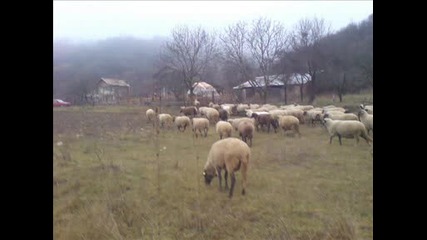Ovce - Na Selo