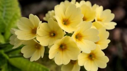 Primula flower Hd1080p
