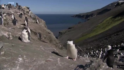 Life Birds - пингвините 