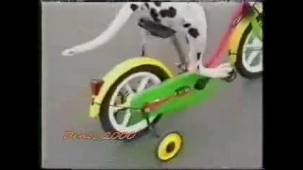 Куче кара колело ! 