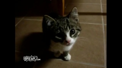 Kitten Jump Fail 