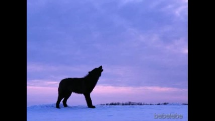 долината на вълците (анубис) 