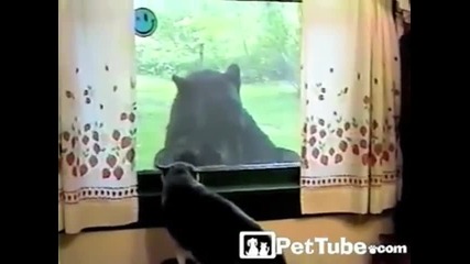 Котка срещу мечка