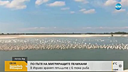 Зрелищни кадри от Израел: Хранят пеликани с 6 тона риба
