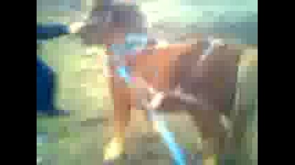 poni tegli travers 250 kg