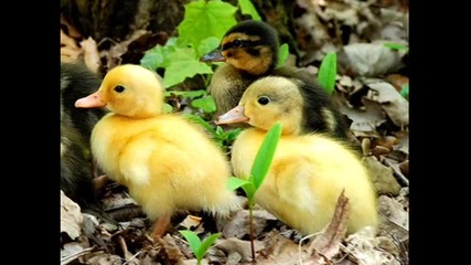 Жълтоклюно патенце - детска песничка 