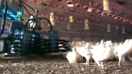 Ето каква машина са създали хората за улавяне на кокошки, за да ги сложат в клетки