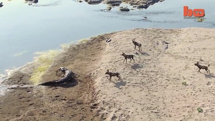 Крокодил отмъква плячката на диви кучета
