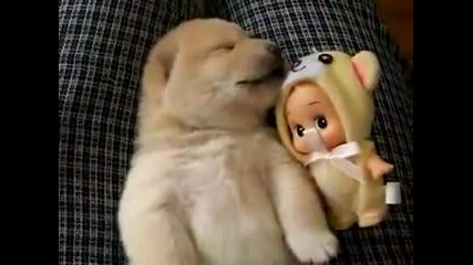 Малко сладко кученце сънува кошмари