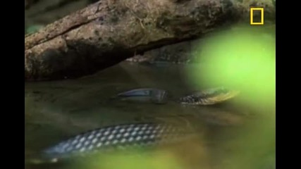 Jesus Christ Lizard