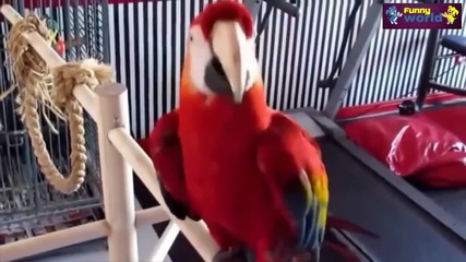 Компилация Смях - Funny Parrots Dancing Compilation 2015 - Cute Owls (720p)