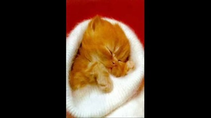 Котета Сладури : )