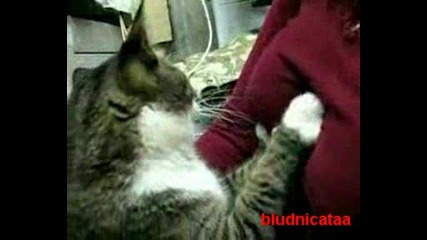 Котка масажира циците на стопанката си! - Смях