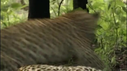 Eye of the Leopard 2/5