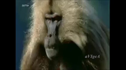 Маймуна - Стил - Детска песничка 