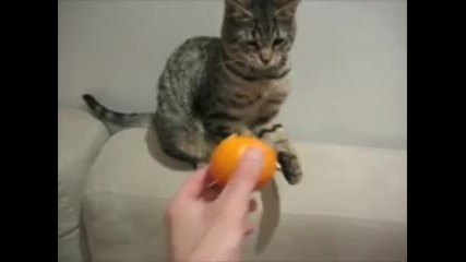 Котка мрази мандарина
