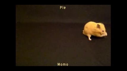 Interesting Hamster