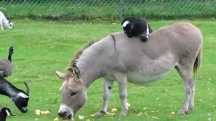 Сладко козле се е качило върху магаре