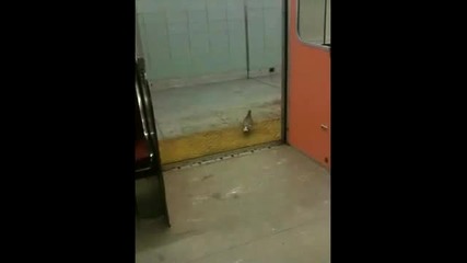 Интелигентен гълъб ползва метрото 