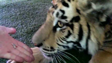 Как се вади зъб на тигър