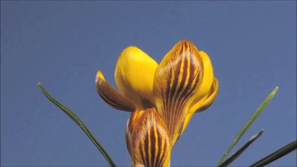 Минзухар – цветето на пролетта