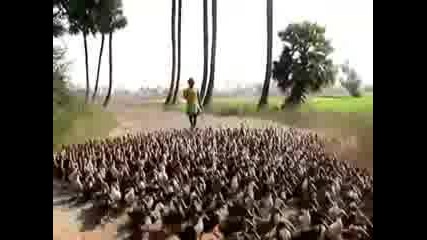 Ludi Patki