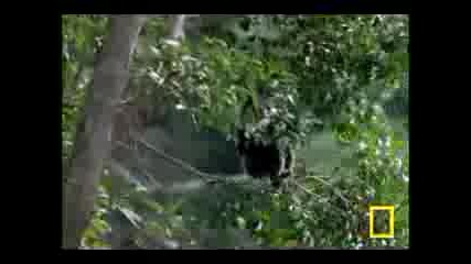 The Swinging Gibbon