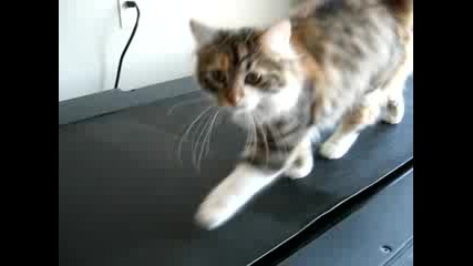 Котка Която Спортува
