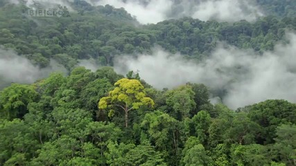 Wonderful Chill Out Music - Jungles [hd]