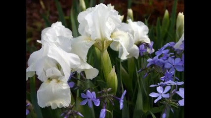 Richard Clayderman - Flowers Flowers Flowers