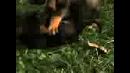 Qko Klip4e s 2 ku4enca