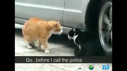 Котки хванати в изневяра