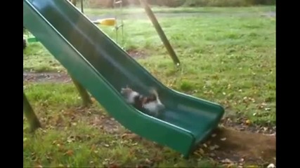 Коте и пързалка - кой ще победи