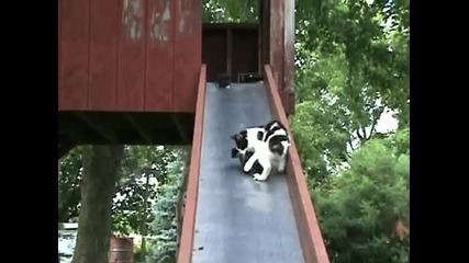 Котенца на пързалка