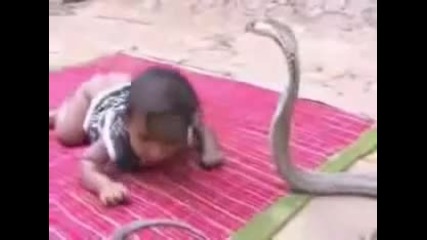 bebe си играе с кобра 