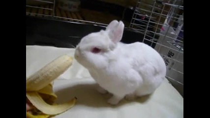 Малко сладко зайче яде Бананчи 