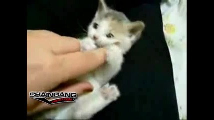 Най - Сладкото Малко Котенце На Света!