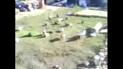 Mov01315 
