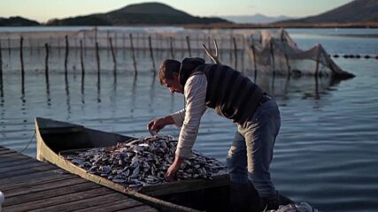 Хиляди риби измряха от студ в Северозападна Гърция