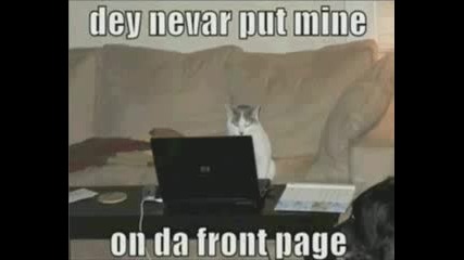 Very Funny Cats 8