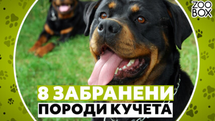 8 забранени породи кучета